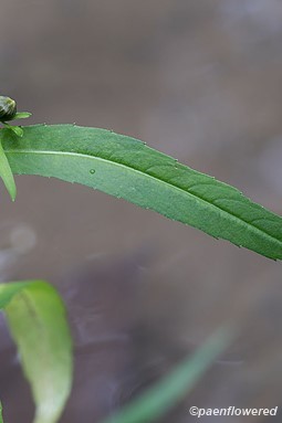 Leaf